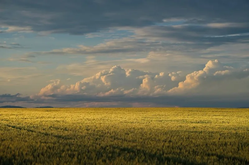 Ein Getreidefeld unter einem dramatischen Himmel in einer ländlichen Landschaft.